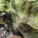 eisberg-salata-IMG_3068